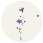 Pin by 금분 손 on 꽃차그릇 in 2020 | Flowers, Tableware, Plates