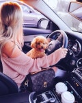 //dogs//에 관한 65개의 최상의 Pinterest 이미지 | 강아지, 개와 고양이 및 귀여운 동물 //dogs//