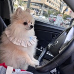 사고나면엄마책임 #모델견 #포메모델 #강아지모델 #펫모델 #petmodel . . 🏷 블랑s 도그빕 @by.roonroon . . #블랑 #blanc #블랑0330 #견생3년차