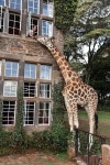 giraffe의 최고 인기 이미지 45개 | 기린, 동물 및 야생 동물 giraffe