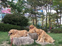 해운대도그워커  도그워커  dogwalking   dogwalkerlife  dogwalkersofinstagram  … | Golden retriever, Retriever, Dogs