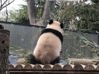 My panda에 있는 Zoenicki Edwards님의 핀