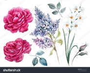 수채화 꽃 세트, 붉은 장미 꽃봉오리와 스톡 일러스트 661512331 | Shutterstock