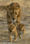 Pin de 칠보 em 동물 | Animais africanos, The animals, Animais selvagens