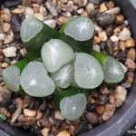 (긴급자금마련초특가할인)망향만상(중묘이상) 103-89(Haworthia maughanii) - 하월시아(Haworthia)