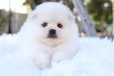Pin page Cute dogs에 있는 Yogisinsta · Cute Pomeranian. 님의 핀