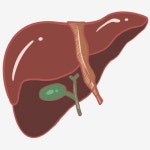 인간의 장기 일러스트 레이 션 간 일러스트션, 간 클립 아트, 인간의 장기 그림, 간 PNG 일러스트 및 PSD 이미지 무료 다운로드 - Pngtree