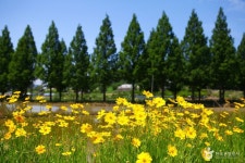 가을의 문턱에서 금계국 향기에 취할 수 있는 담양 메타세콰이어길 | 꽃, 한국, 무드 보드