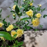 노란찔레( 목향장미)- 가시없는 황금찔레 - 야생화(Wild Flower)
