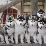 미원 정님이 개에 올린 개