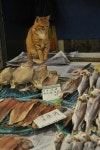 생선가게 고양이