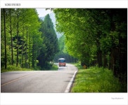 전북 진안 모래재 메타세콰이어길 | Country roads, Country, South korea