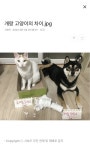 개랑 고양이의 차이.jpg Animals, Save