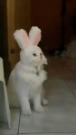 Pin by 피드클릭 on 피클움짤 [Video] in 2021 | Interesting animals, Cute animals, Beautiful rabbit