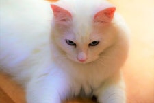 Image Page 17066 - 2020 | 귀여운 고양이, 사진, 복근