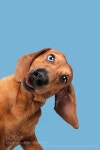 Dachshund | 동물