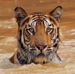from National Geographic from National Geographic | 동물, 호랑이 그림, 재규어