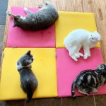 고양이 스크래쳐 만원의냥이행복 캣닢 장난감 놀이터 | 고양이, 장난감, 놀이터