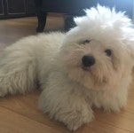 꼬똥밀루 #꼬똥 #꼬똥드툴레아 #꼬똥스타그램 #한국꼬똥켄넬 #멍스타그램 #개스타그램 #펫스타그램 #인스타펫 #독스타그램🐶…”