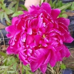 겹작약 빨강색 거풍 대품 - 야생화(Wild Flower)