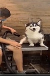 귀여운 멍뭉이 영상 .gif