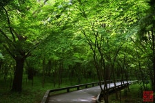 땀 날 틈 없는 그늘숲 산책길 선운산 생태숲 | 고창 가볼만한 곳