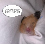 Pin page 짤 모음에 있는 공쥬님의 핀 - 2024 | 귀여운 인형 동물, 귀여운 동물 밈, 동물 밈