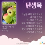 7월 1일 꽃점 두번째