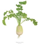 Daikon #수채화 #보타니컬아트 #보태니컬아트 #식물세밀화 #취미미술 #색연필#보태니컬아트 #보태니컬아트레슨 #watercolor #space... 