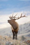 Elk  hunting | 사슴
