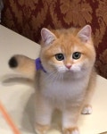 #고양이분양 #catsoftheworld #cats in china #catsmalaysia #cat lovers club #goldenbritishshorthair #petsagram…