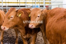 동양, 한국, 사람없음, 실외, 외양간, 포유류, 목축, 소, 황소, 축사, 축산, 축산업, 건초, 시골, 사육, 농가, 클로즈업 | 황소, 자연 사진, 소