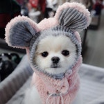 - #포메라니안#비니#인형#bunny🐰」 #verycutebabypuppies #verycutepuppies | 재미있는 강아지, 강아지, 귀여운 강아지