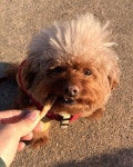 산책할 때 먹는 #닭발 이 최고라개... | Puppy training, Animals, Puppies