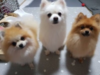 세마리 목욕끝...