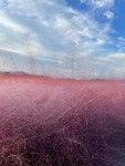 핑크뮬리 Pinterest