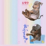 クリエイター名:あいちゃん . #lineスタンプ #lineスタンプ販売中 #라인 #lin… | ミニチュアピンシャー, ミニピン, 面白い画像