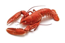 가재