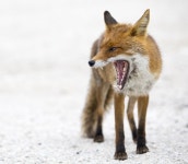 Pin von fox auf 여우 in 2020 | Tiere, Natur