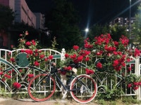 장미와 자전거 | 자전거