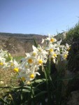 نرجس من سورية 💟💟💟 Wild daffodils from Syria 💜💜💜 | Daffodil flower, Daffodils, Plants