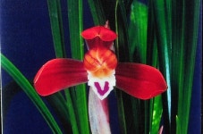 Pin page .홍화(홍조)