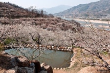 korea,매화촌, | Cherry blossom, Outdoor, Korea
