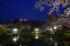 낮보다 밤이 더 아름다운 경주 보문정의 봄 그리고 벚꽃
