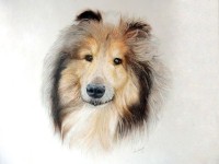  Jake  Rough Collie