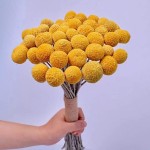 TooGet Natural Craspedia Dried Flowers Yellow Billy Buttons Balls Bouquet Bundles, Real Freshly Harvested Dry Plant Bunch... 