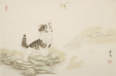 Cats - CNAG003154 | 행복한