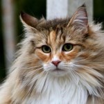 Norwegian Forest Cat - Animals | Norwegian forest cat, Forest cat, Norwegian forest