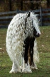 Horse에 관한 92개의 최상의 Pinterest 이미지 | 아름다운 말, Softies 및 애니멀 킹덤 Horse