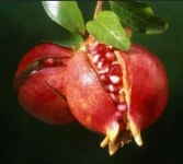 Χριστούγεννα에 있는 Diamanto님의 핀 | 석류, 과일나무, 과일 꽃